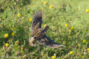 Pin-tailed Snipe-240331-220MSDCF-FYP08556-W.jpg