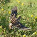 Pin-tailed_Snipe-240331-220MSDCF-FYP08556-W.jpg