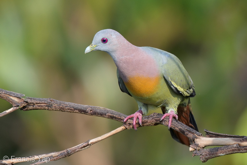 Pink-necked_Green_Pigeon-160512-100EOS1D-F1X22914-W.jpg