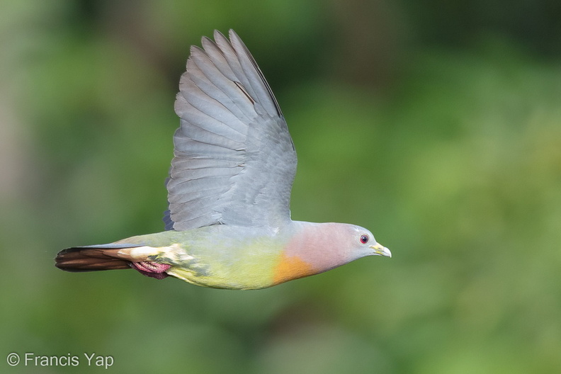 Pink-necked_Green_Pigeon-160629-101EOS1D-F1X26601-W.jpg