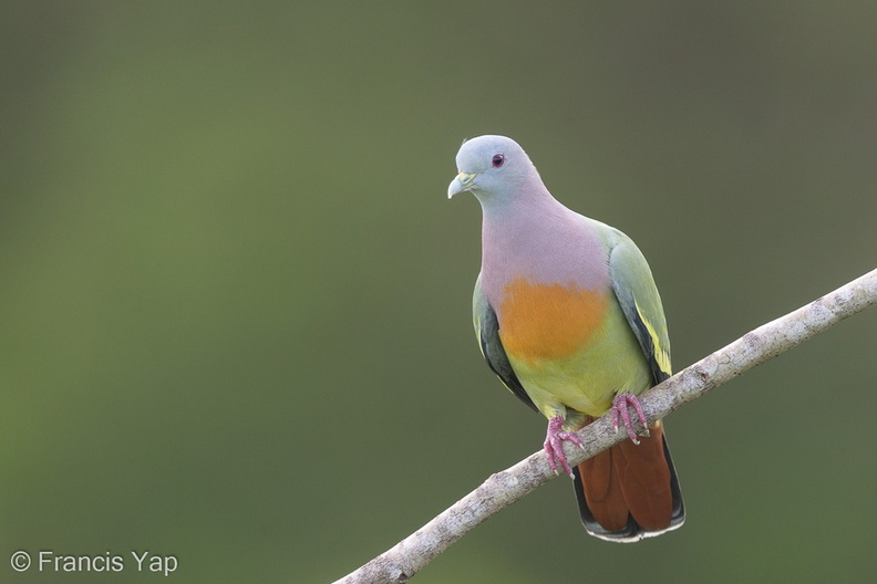 Pink-necked_Green_Pigeon-170125-109EOS1D-F1X22914-W.jpg