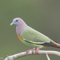 Pink-necked_Green_Pigeon-170303-109EOS1D-F1X29962-W.jpg