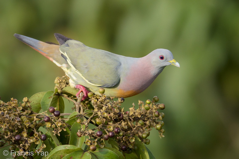 Pink-necked_Green_Pigeon-170519-100ND500-FYP_2745-W.jpg