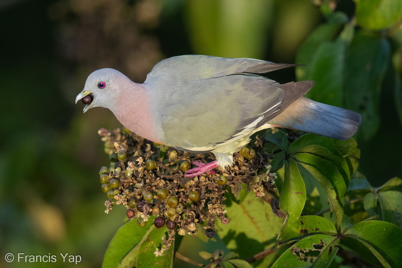 Pink-necked_Green_Pigeon-170614-111EOS1D-F1X23810-W.jpg