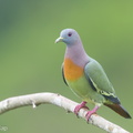 Pink-necked_Green_Pigeon-180105-115EOS1D-F1X28396-W.jpg