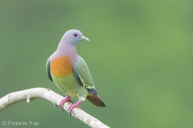 Pink-necked_Green_Pigeon-180105-115EOS1D-F1X28432-W.jpg