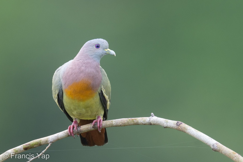 Pink-necked_Green_Pigeon-220706-151MSDCF-FYP04173-W.jpg