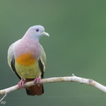 Pink-necked_Green_Pigeon-220706-151MSDCF-FYP04173-W.jpg