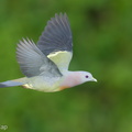 Pink-necked_Green_Pigeon-250105-254MSDCF-FYP04117-W.jpg