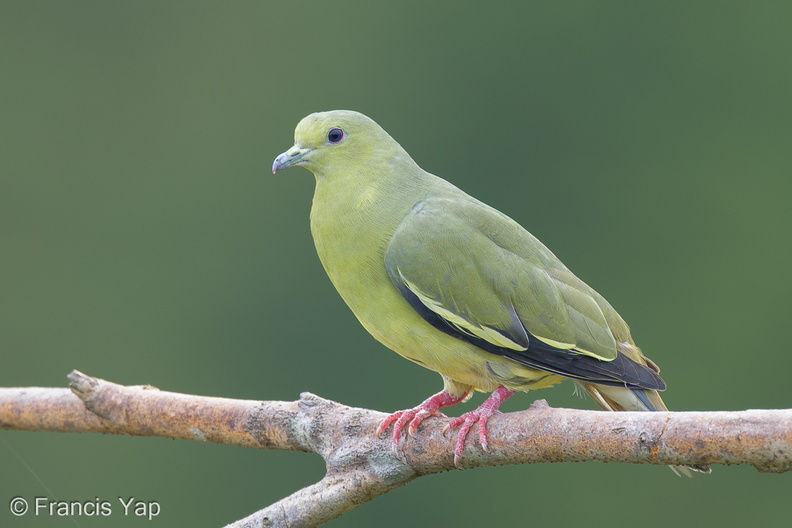 Pink-necked_Green_Pigeon-260213-153FRYAP-FYA09370-W.jpg