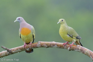 Pink-necked Green Pigeon-260227-157FRYAP-FYA00796-W.jpg