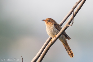 Plaintive Cuckoo-110224-100EOS1D-FYAP2056-W.jpg