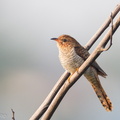 Plaintive_Cuckoo-110224-100EOS1D-FYAP2056-W.jpg