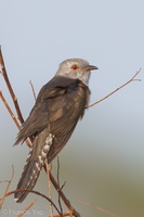 Plaintive Cuckoo-110304-100EOS1D-FYAP7153-W.jpg