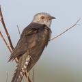 Plaintive_Cuckoo-110304-100EOS1D-FYAP7153-W.jpg