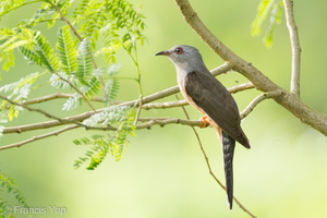 Plaintive Cuckoo-110313-101EOS1D-FYAP0487-W.jpg