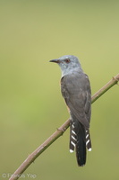 Plaintive Cuckoo-130808-109EOS1D-FY1X6552-W.jpg