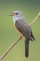 Plaintive Cuckoo-130808-109EOS1D-FY1X6928-W.jpg