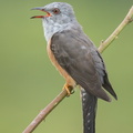 Plaintive_Cuckoo-130808-109EOS1D-FY1X6928-W.jpg