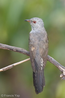 Plaintive Cuckoo-160701-101EOS1D-F1X27461-W.jpg