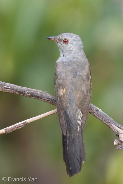 Plaintive_Cuckoo-160701-101EOS1D-F1X27461-W.jpg