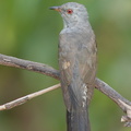 Plaintive_Cuckoo-160701-101EOS1D-F1X27461-W.jpg