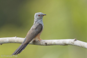 Plaintive Cuckoo-160701-101EOS1D-F1X27535-W.jpg