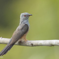 Plaintive_Cuckoo-160701-101EOS1D-F1X27535-W.jpg