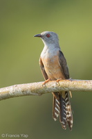 Plaintive Cuckoo-160708-101EOS1D-F1X29901-W.jpg