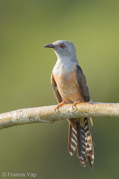 Plaintive_Cuckoo-160708-101EOS1D-F1X29901-W.jpg