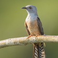 Plaintive_Cuckoo-160708-101EOS1D-F1X29901-W.jpg