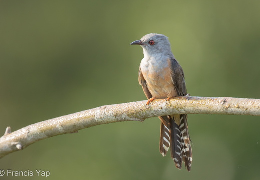 Plaintive Cuckoo