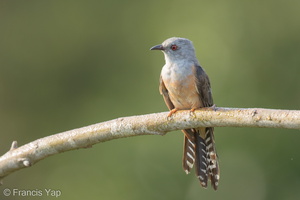 Plaintive Cuckoo-160708-102EOS1D-F1X20118-W.jpg