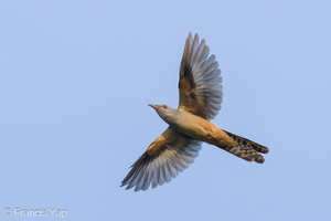 Plaintive Cuckoo-240510-228MSDCF-FYP01675-W.jpg