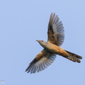 Plaintive_Cuckoo-240510-228MSDCF-FYP01675-W.jpg