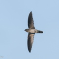 Plume-toed_Swiftlet-200419-115MSDCF-FYP07206-W.jpg