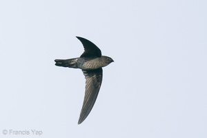 Plume-toed Swiftlet-210129-129MSDCF-FYP07618-W.jpg