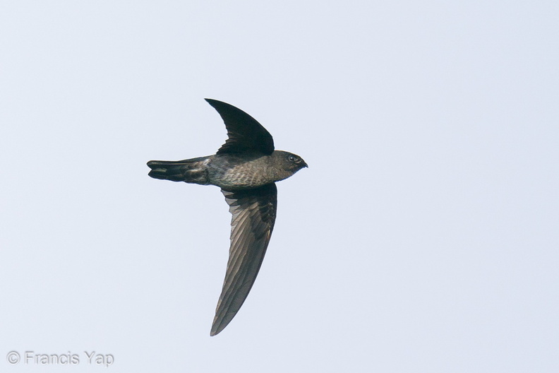 Plume-toed_Swiftlet-210129-129MSDCF-FYP07618-W.jpg