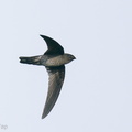 Plume-toed_Swiftlet-210129-129MSDCF-FYP07618-W.jpg