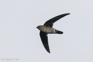 Plume-toed Swiftlet-210521-110MSDCF-FRY09999-W.jpg