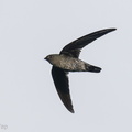 Plume-toed_Swiftlet-210521-110MSDCF-FRY09999-W.jpg