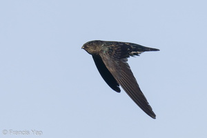 Plume-toed Swiftlet-210521-111MSDCF-FRY00040-W.jpg