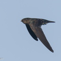 Plume-toed_Swiftlet-210521-111MSDCF-FRY00040-W.jpg