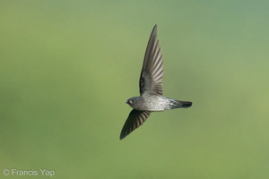 Plume-toed Swiftlet-211223-134MSDCF-FRY00008-W.jpg