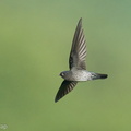 Plume-toed_Swiftlet-211223-134MSDCF-FRY00008-W.jpg