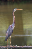 Purple Heron-101015-103EOS7D-IMG_5599-W.jpg