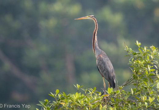 Purple Heron