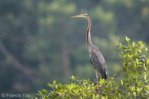 Purple Heron-180523-109ND500-FYP_8290-W.jpg