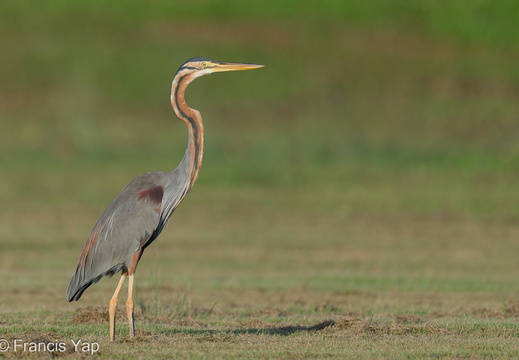 Purple Heron - display this album Purple Heron