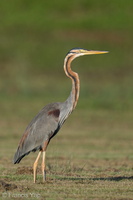 Purple Heron-220106-135MSDCF-FRY04282-W.jpg